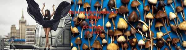 PSILOCYBIN Алексин