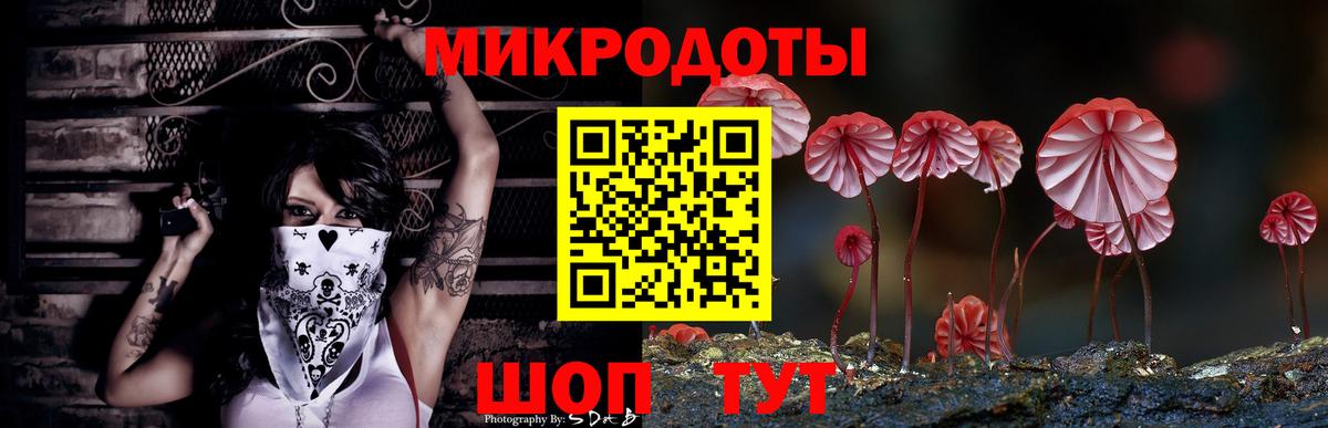 Галлюциногенные грибы Psilocybe Майкоп